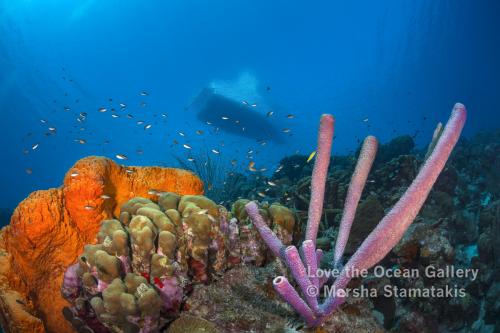 Bonaire Reef